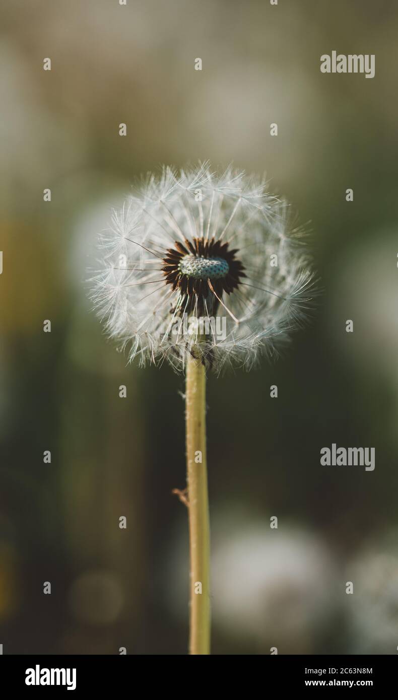 Close up of a fluffy dandelion flower with blurred background. Stock Photo
