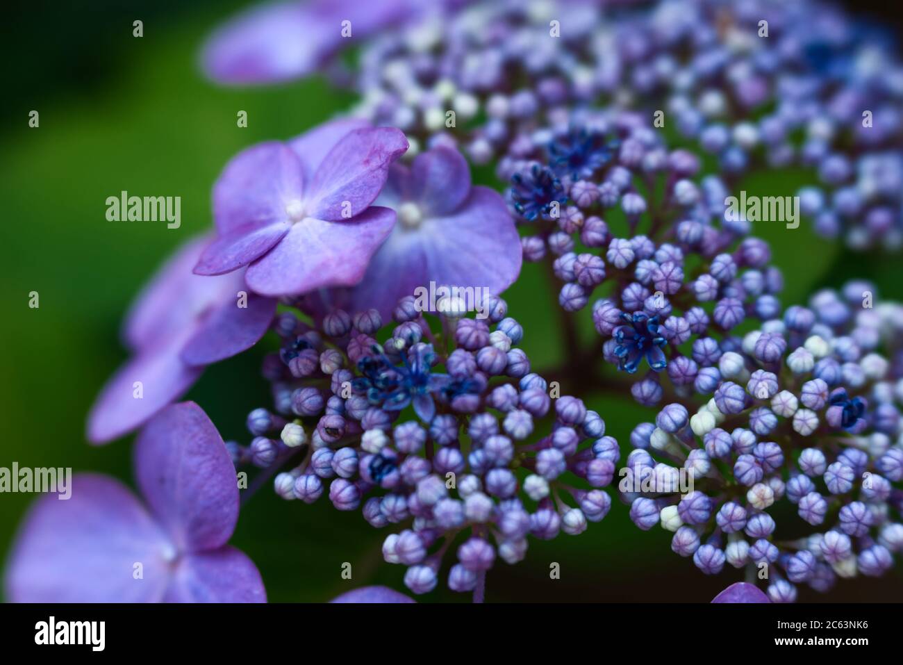 Purple and dark blue hydrangea flowers and blooms Stock Photo - Alamy