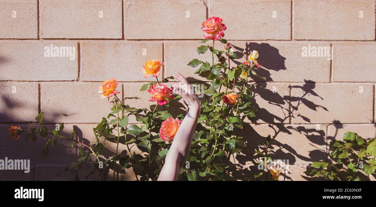 female arm and hand against background of orange and pink roses Stock Photo