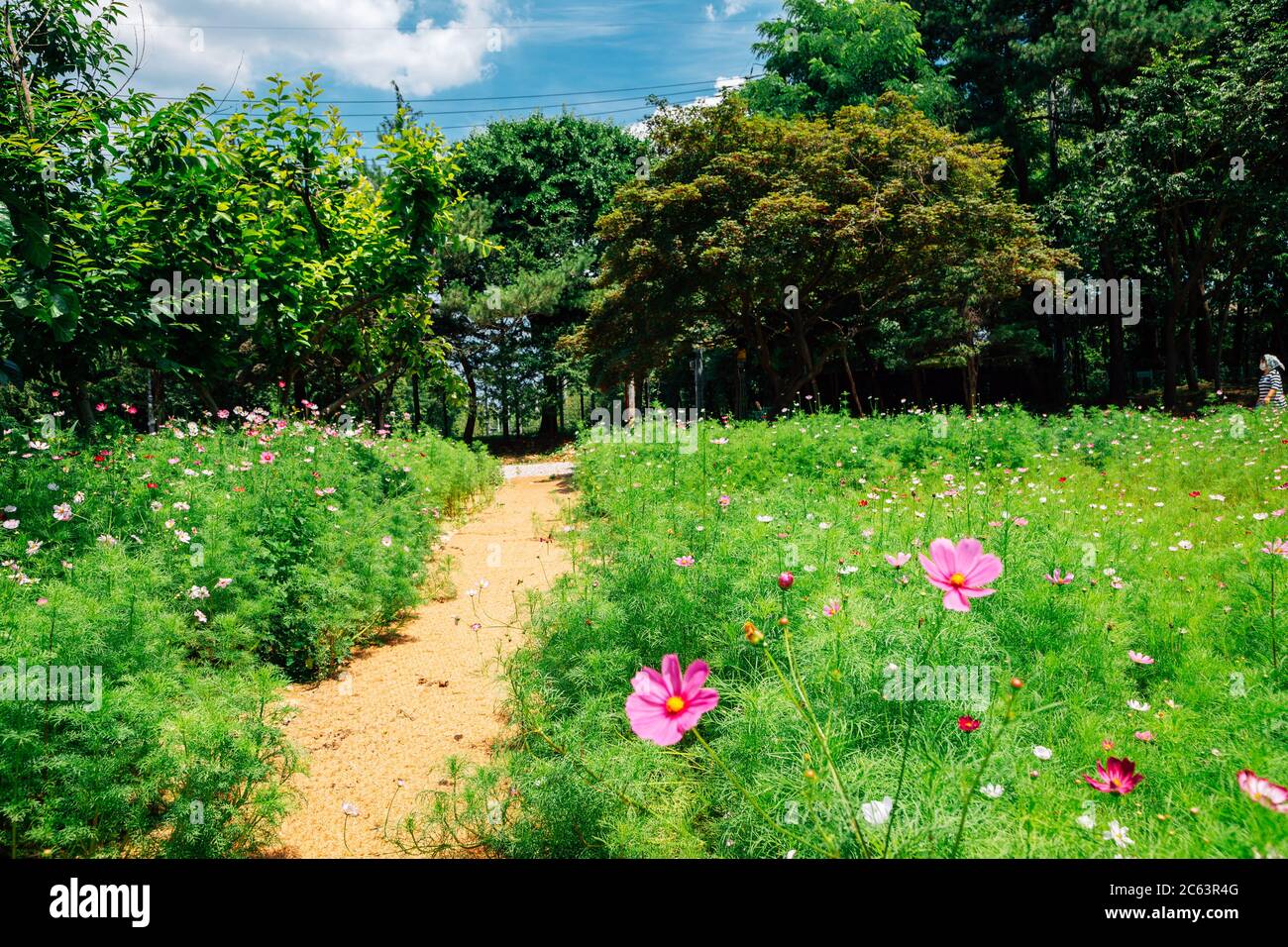 Cosmos flower field hires stock photography and images Alamy