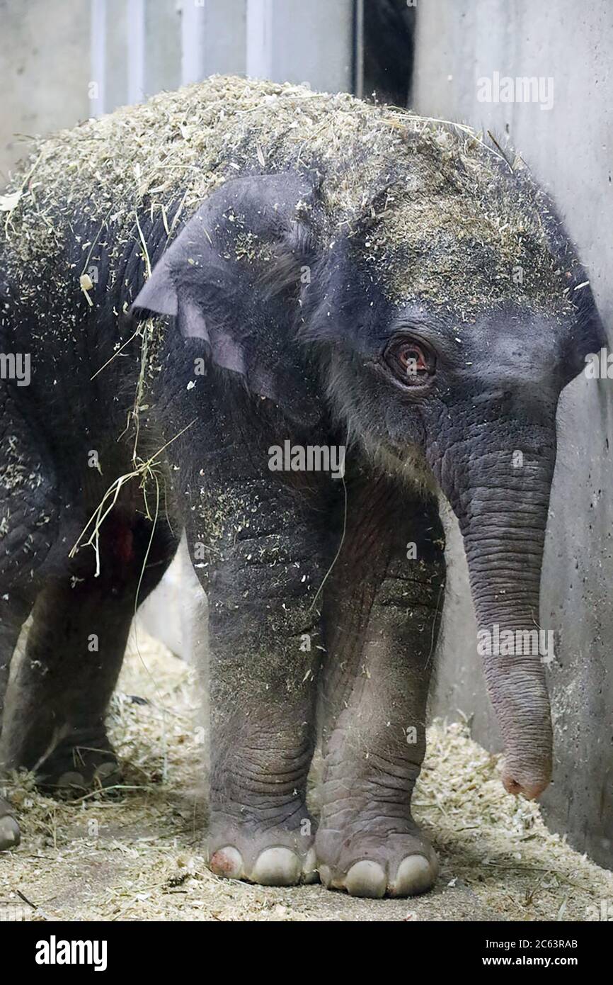 St. Louis, United States. 06th July, 2020. The Saint Louis Zoo announced the birth of a male Asian elephant calf on Monday, July 6, 2020. Rani, the Zoo's 23-year-old Asian elephant, gave birth to a yet-to-be-named baby boy. 'Rani and baby are doing very well,' said Tim Thier, Curator of Mammals/Ungulates and River's Edge, and Director, Saint Louis Zoo WildCare Institute Center for Asian Elephant Conservation. Photo by Saint Louis Zoo/UPI Credit: UPI/Alamy Live News Stock Photo