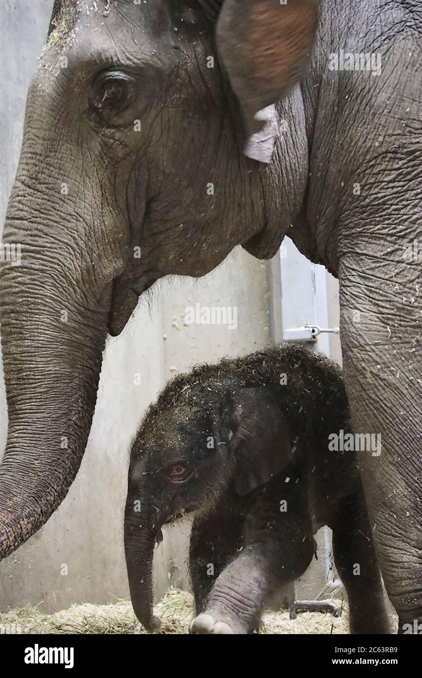 St. Louis, United States. 06th July, 2020. The Saint Louis Zoo announced the birth of a male Asian elephant calf on Monday, July 6, 2020. Rani, the Zoo's 23-year-old Asian elephant, gave birth to a yet-to-be-named baby boy. 'Rani and baby are doing very well,' said Tim Thier, Curator of Mammals/Ungulates and River's Edge, and Director, Saint Louis Zoo WildCare Institute Center for Asian Elephant Conservation. Photo by Saint Louis Zoo/UPI Credit: UPI/Alamy Live News Stock Photo