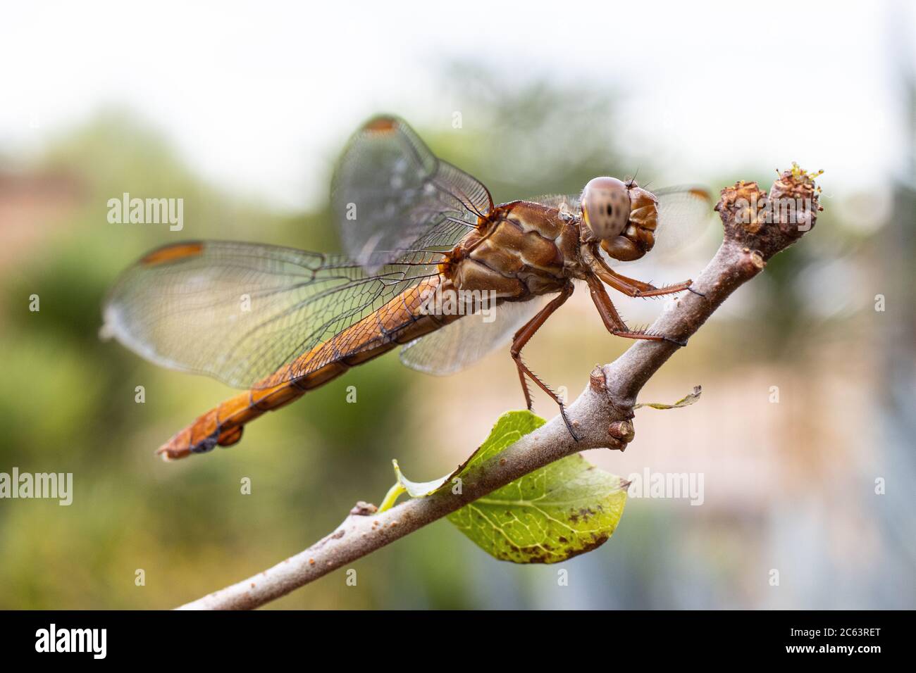 Dragonfly on a tree branch Stock Photo - Alamy