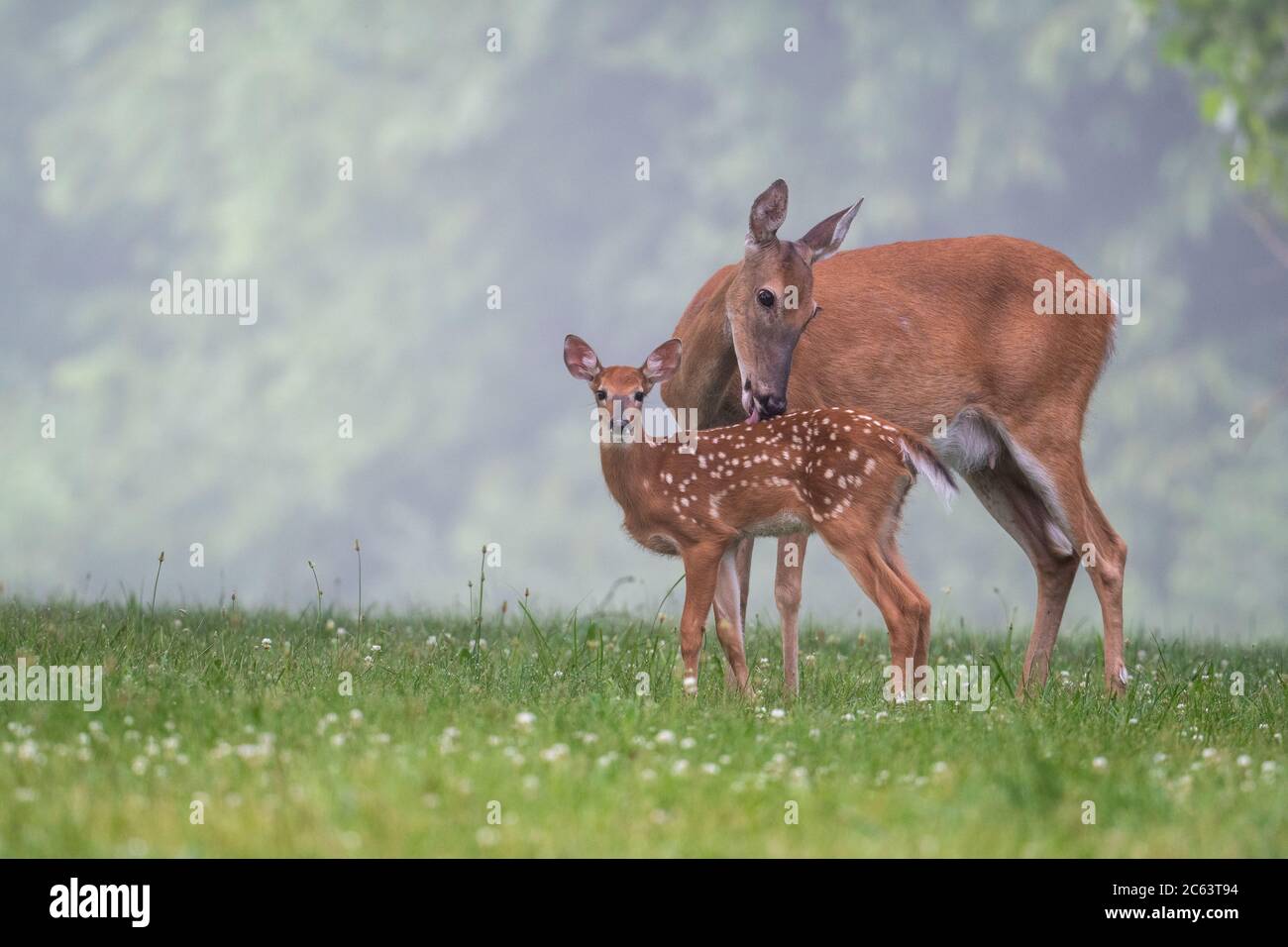 White-tailed deer doe grooms its fawn in a meadow on a foggy summer morning. Stock Photo