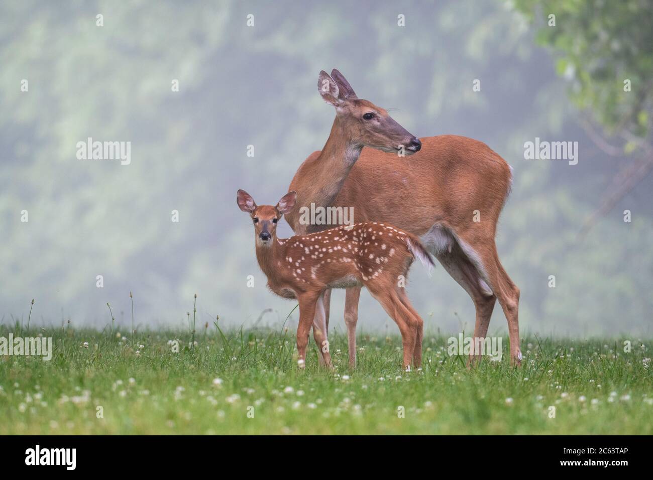 White-tailed deer doe grooms its fawn in a meadow on a foggy summer morning. Stock Photo