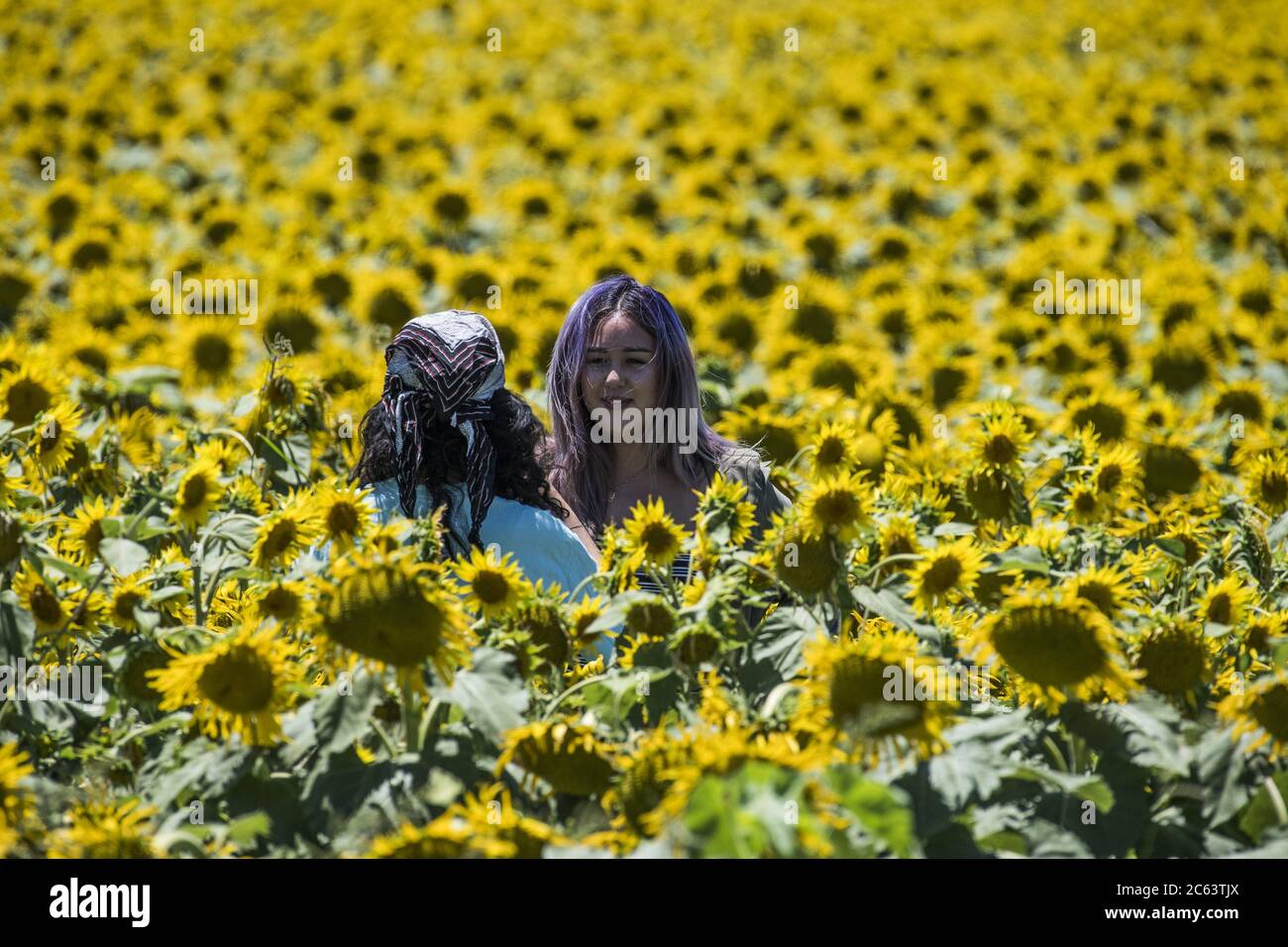 Davis United States 06th July 2020 Two Women Make Pictures In