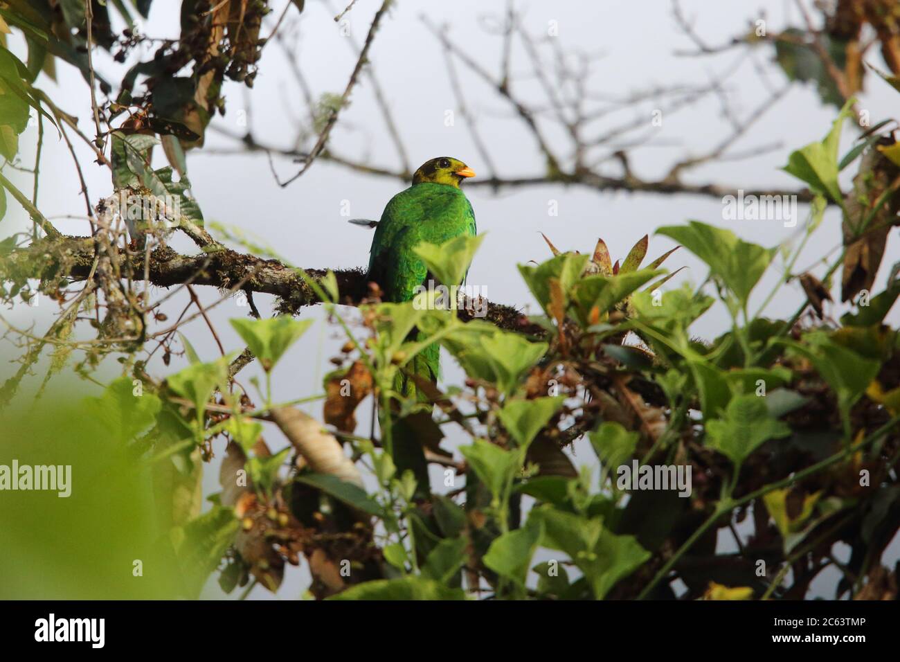 Golden-headed Quetzal (Pharomachrus auriceps) in Ecuador Stock Photo