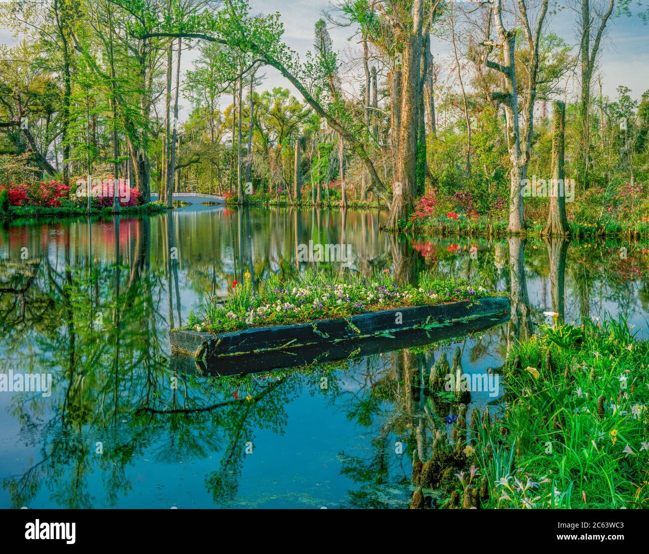 Flowers even float in the swamp in a South Carolina park. Azaleas and