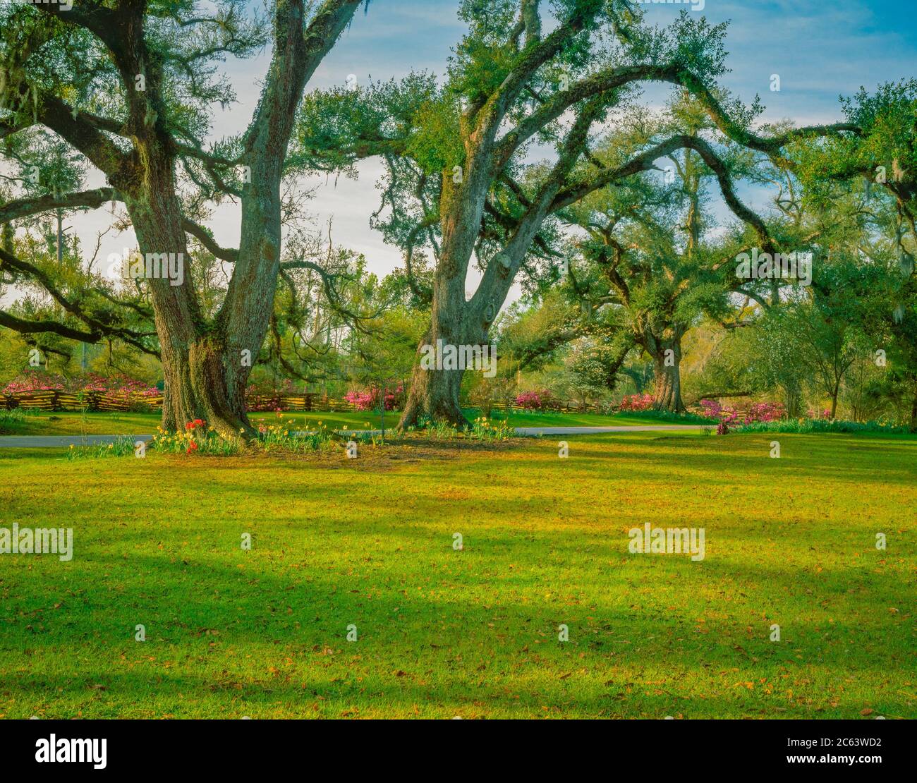Back lit oak tree hires stock photography and images Alamy