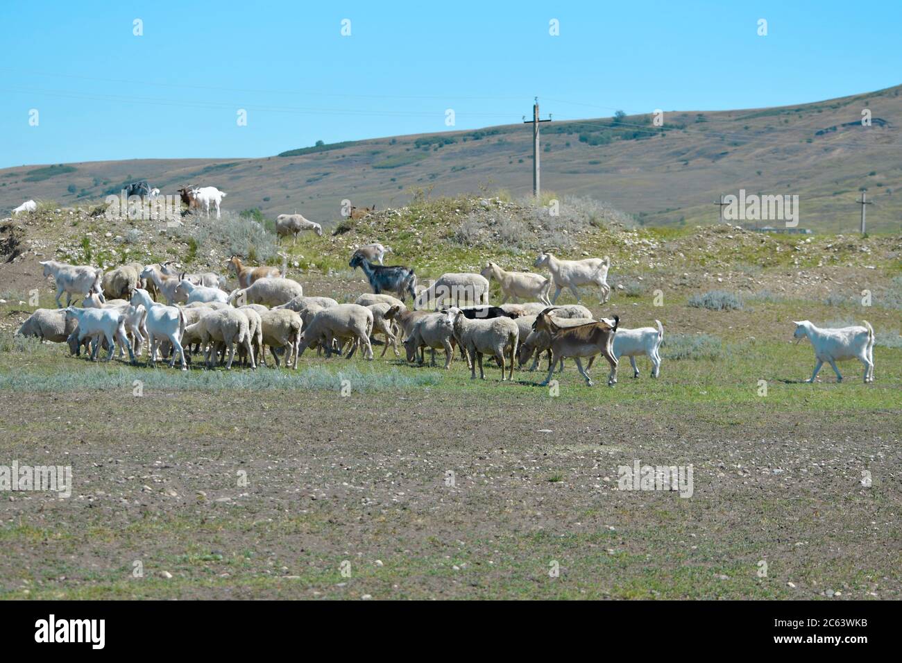 A grazing herd of goats and sheep on a hill Stock Photo - Alamy
