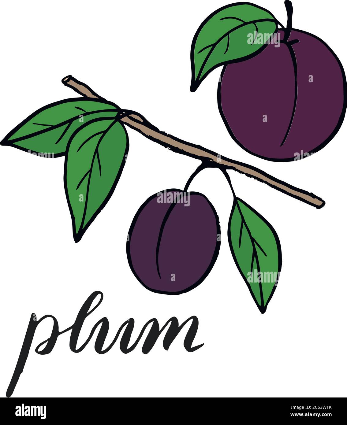 Plum drawing hires stock photography and images Alamy