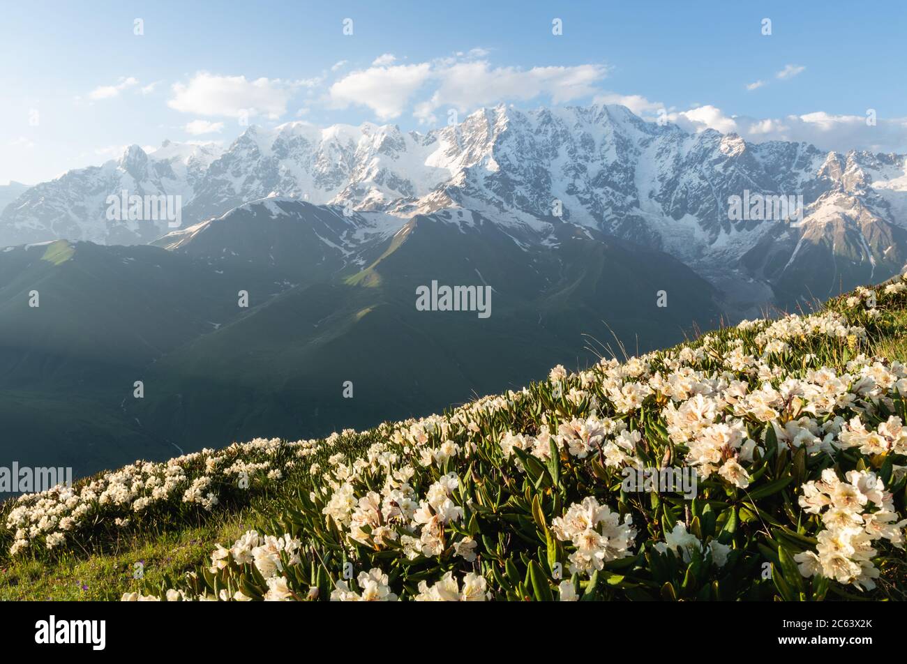 Blooming Caucasian rhododendron (Rhododendron Caucasicum), also called the Georgian snow rose, with Mt Shkhara in the background, Svaneti, Georgia. Stock Photo