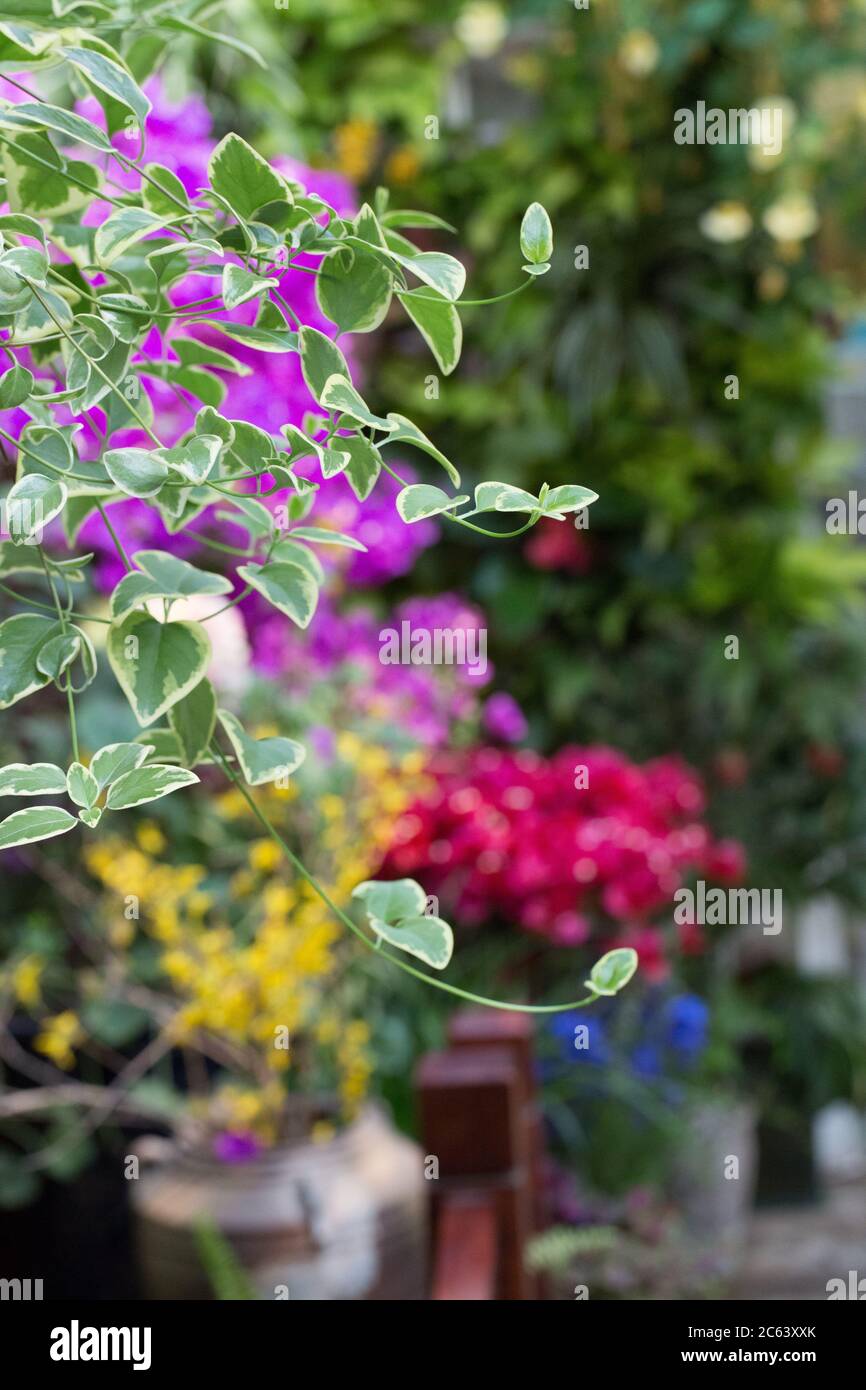 Small blooming garden Stock Photo