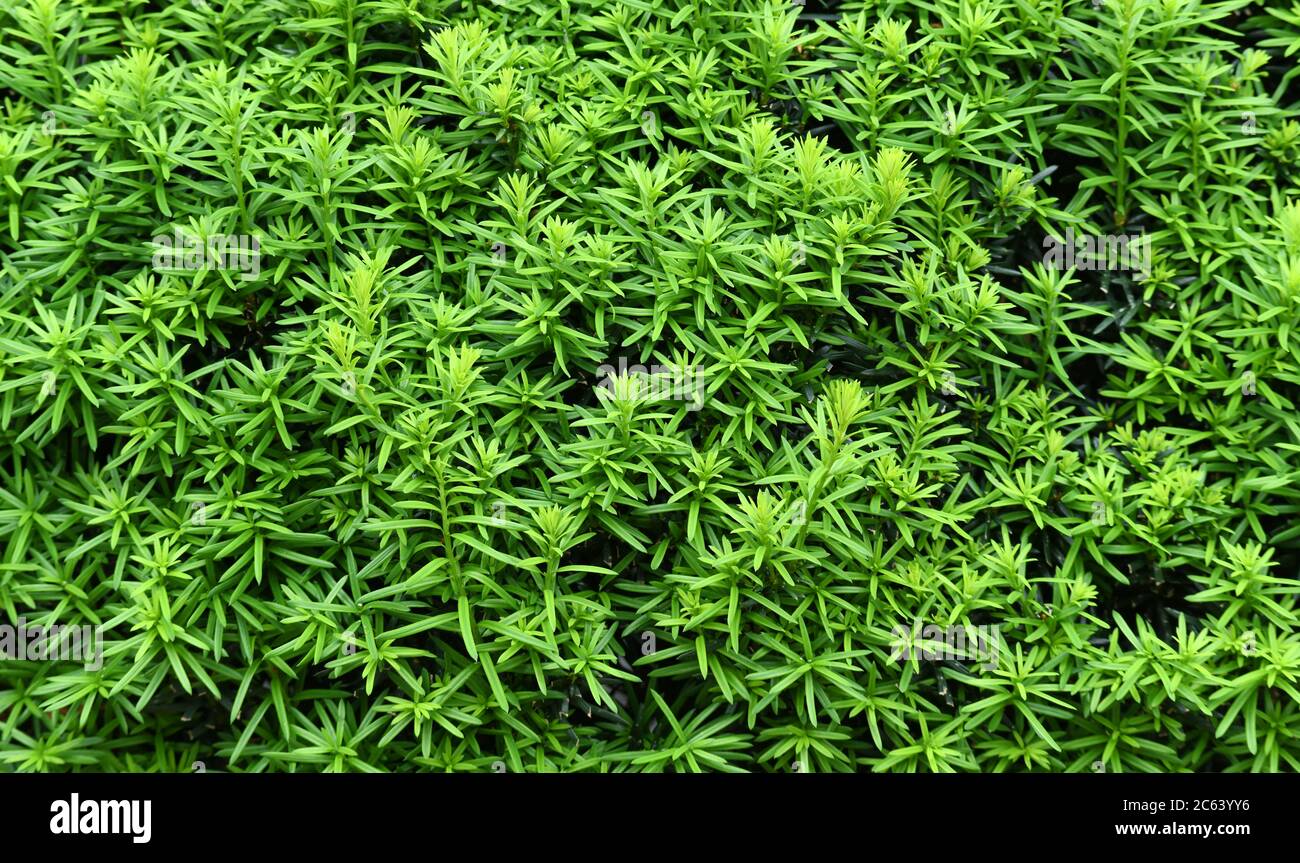 fresh green leaves as nature background Stock Photo - Alamy