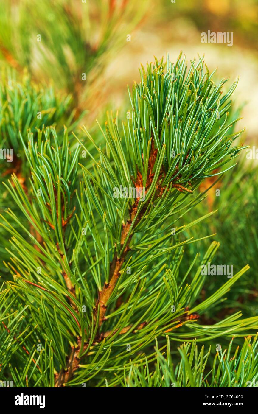 Needles of branch Siberian Stone Pine Pinus Pumila. Vertical close-up view of natural floral background on sunny day Stock Photo