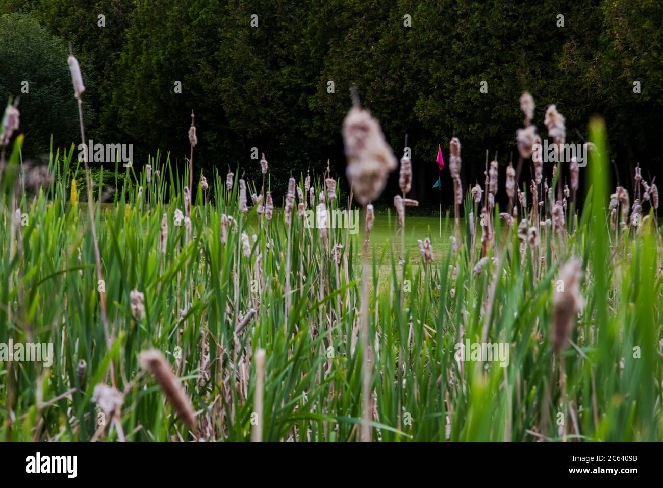 Flag Reeds The flag standing in a hole on a golf course is seen through tall reeds ...