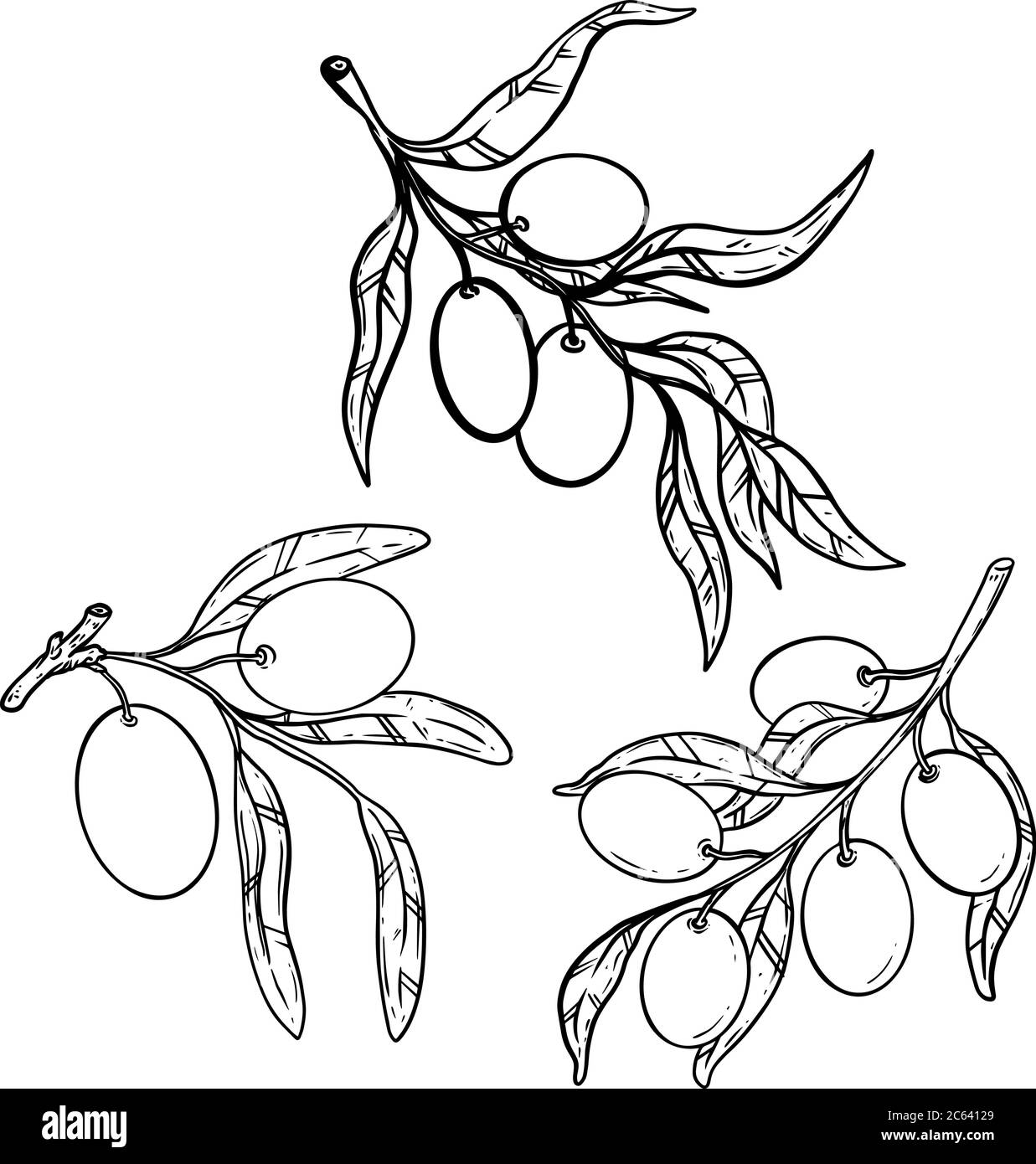 Olive Tree Branch Vector Olive Vektorgrafiken Zum Download