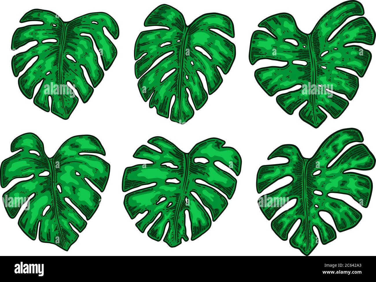 Set of illustrations of monstera leaves. Design element for poster, card, banner, flyer. Vector illustration Stock Vector