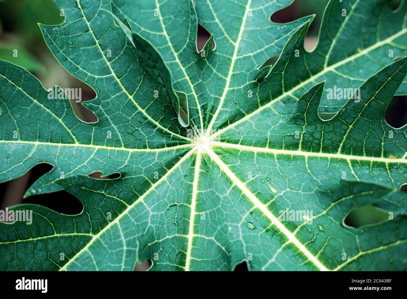 Papaya leaves with texture at the sunrise in park Stock Photo Alamy