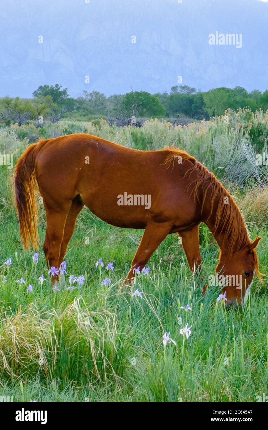 A Horse grazes amongst Wild Iris in the Owen's Valley. Stock Photo