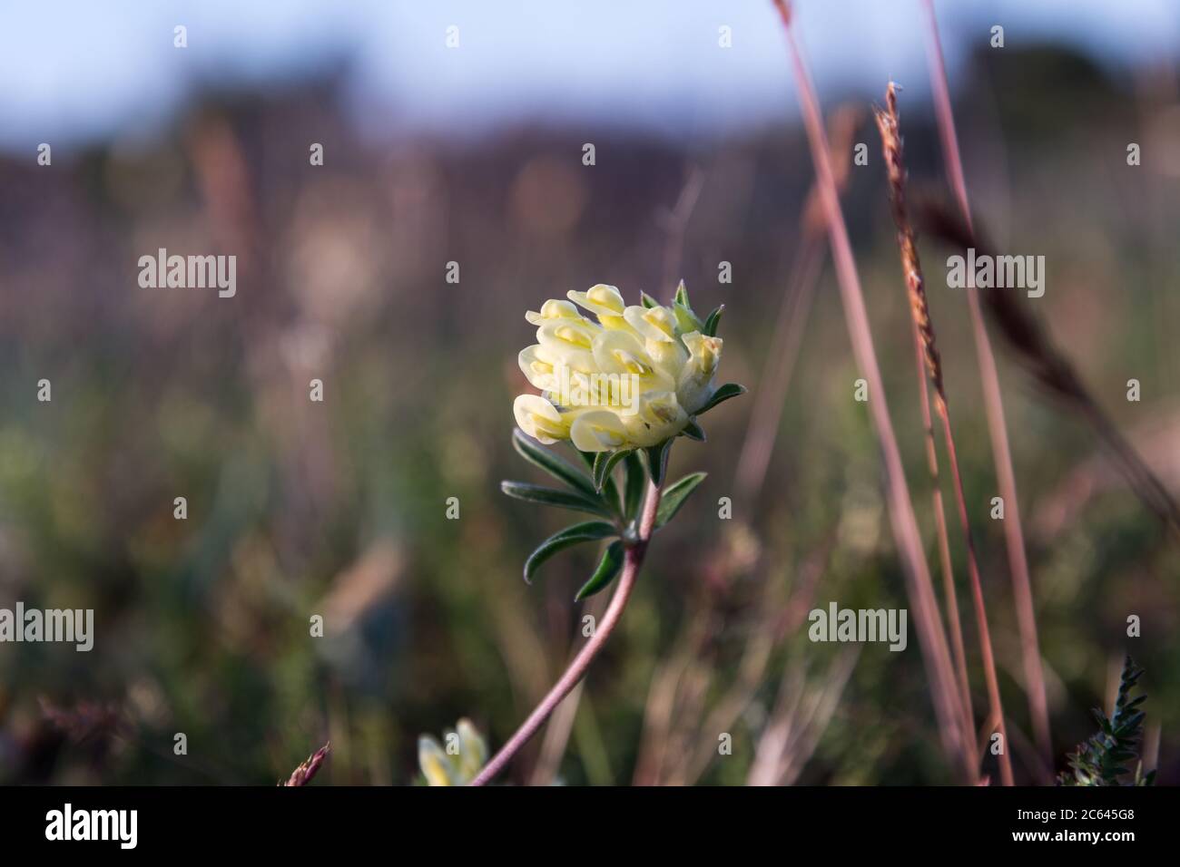 Yellow Kidney vetch flower close up on the island Oland in Sweden Stock Photo