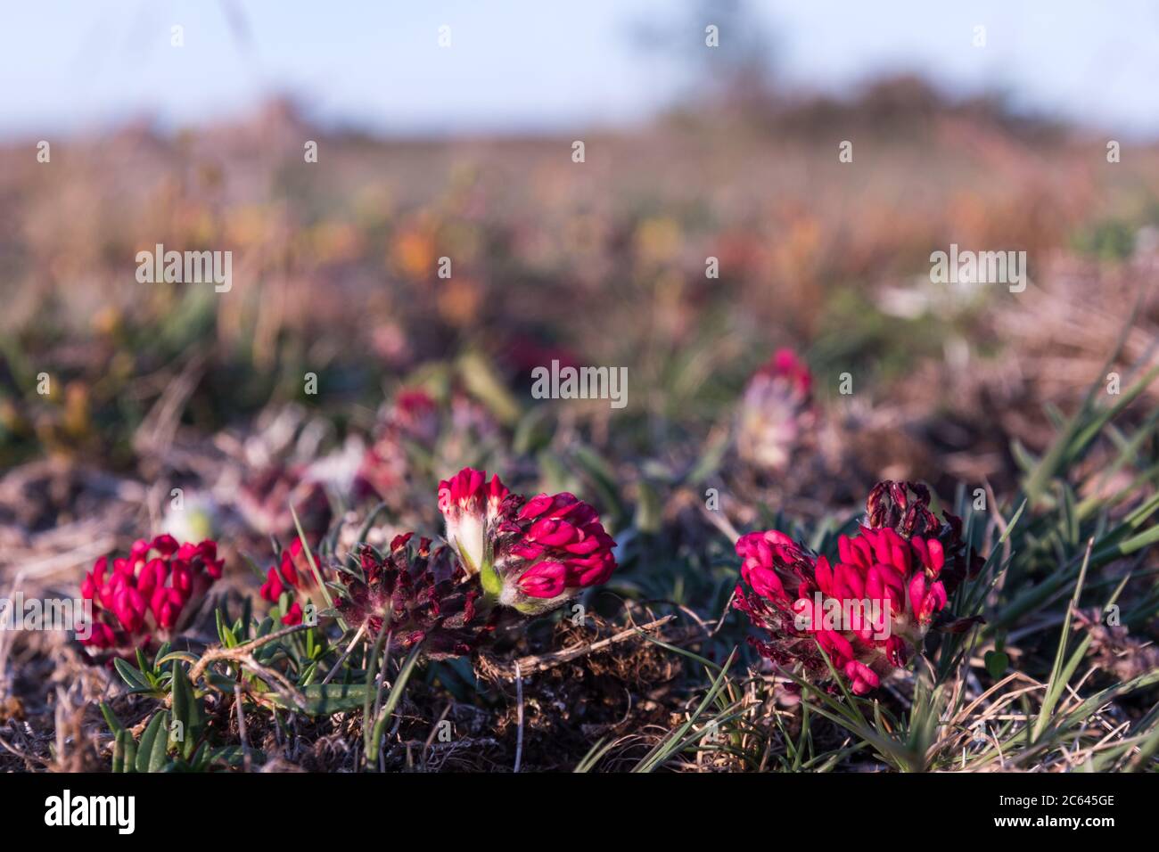 Beautiful red Kidney vetch wildflowers close up from the island Oland in Sweden Stock Photo