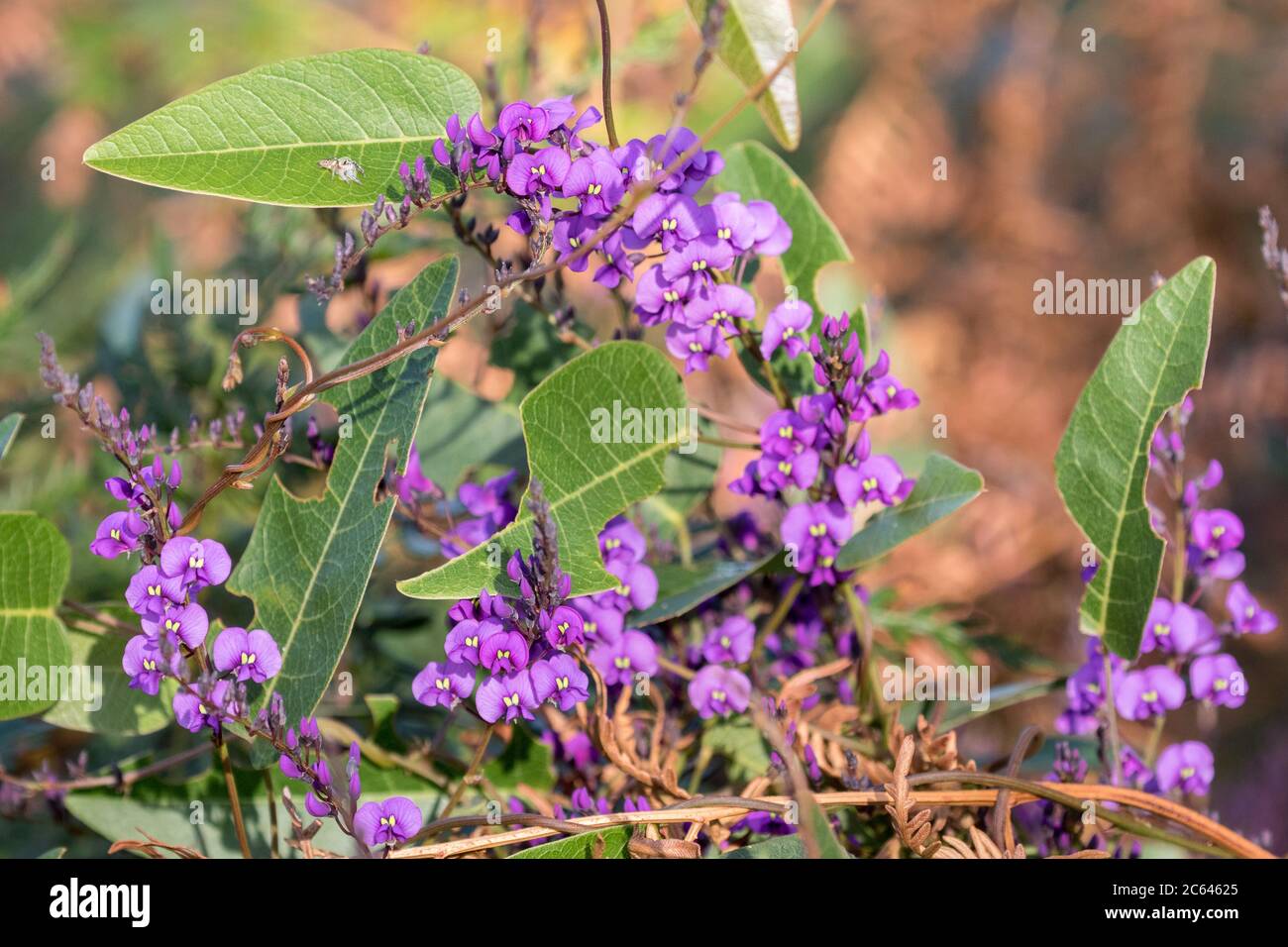 False Sarsaparilla or Purple Twining Pea Stock Photo - Alamy