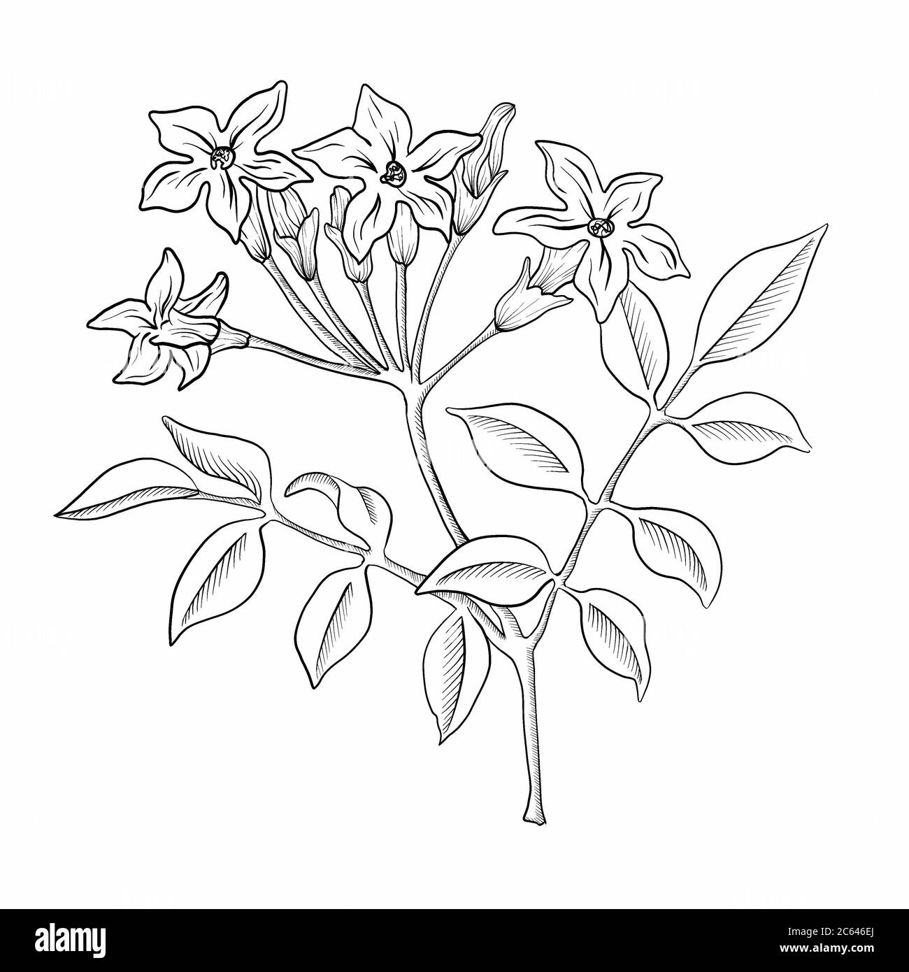 Share 73+ mogra flower drawing super hot - xkldase.edu.vn