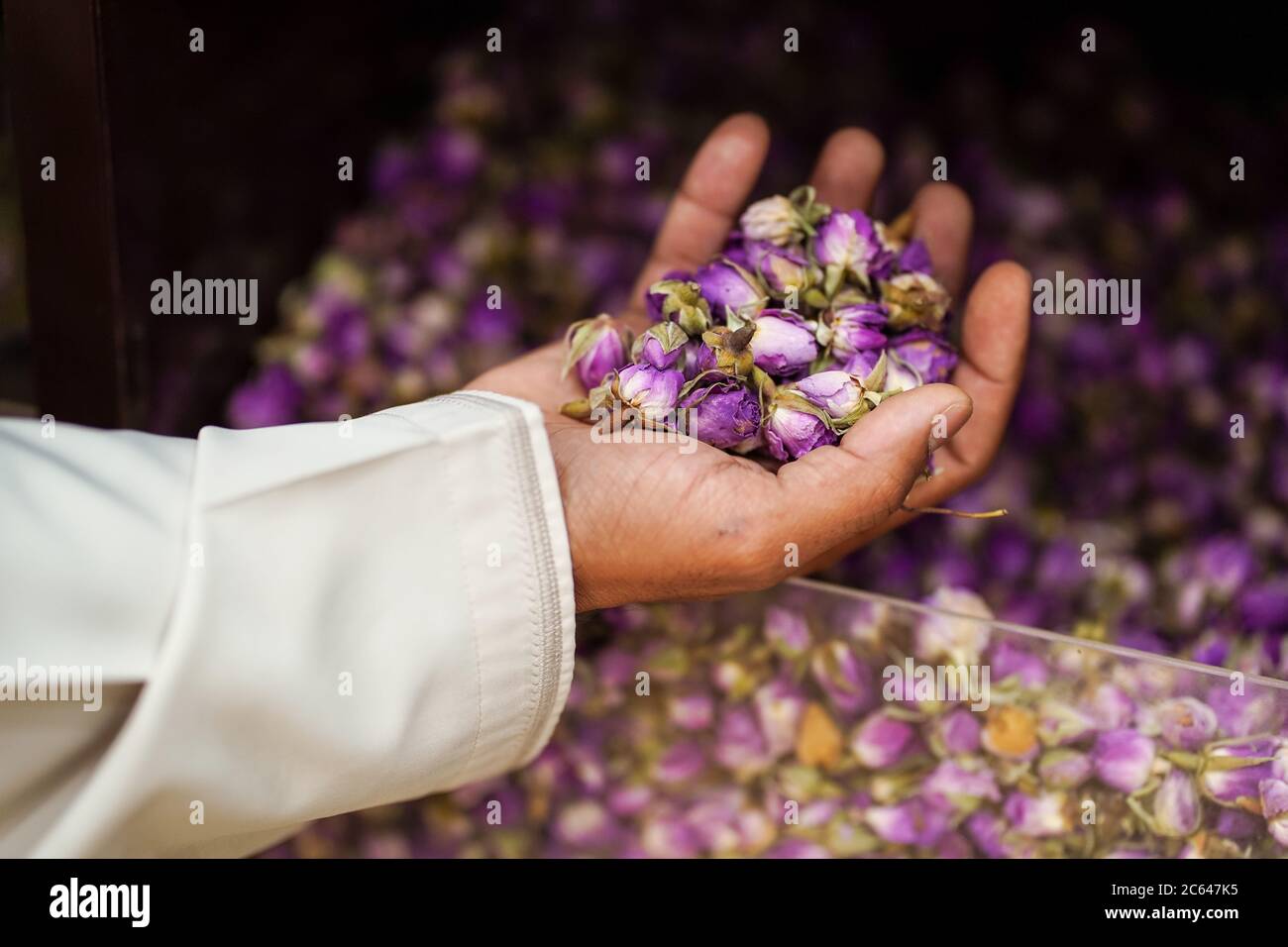 Muslim man's hand holding flowers used to create scents, perfumes and incenses in a shop in the historic souk of Nizwa, Oman Stock Photo