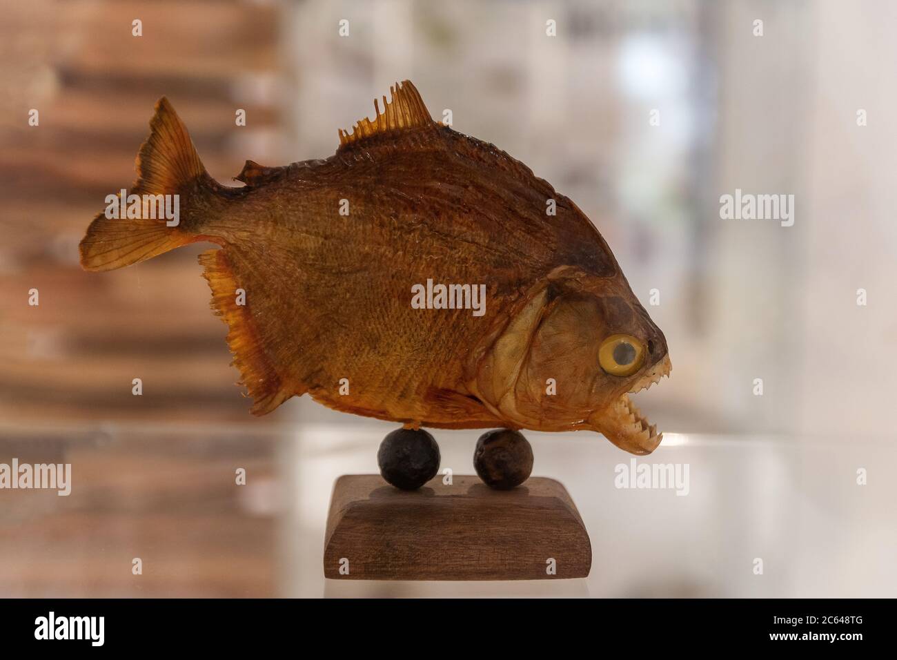 Dried preserved piranha fish trophy Stock Photo - Alamy
