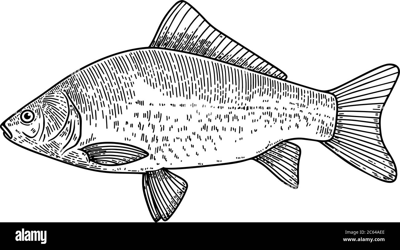 Illustration of crucian fish in engraving style. Design element for logo, label, sign, poster, t shirt. Vector illustration Stock Vector