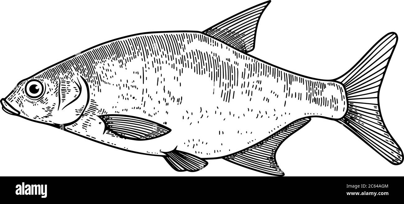 Illustration of bream fish in engraving style. Design element for logo, label, sign, poster, t shirt. Vector illustration Stock Vector