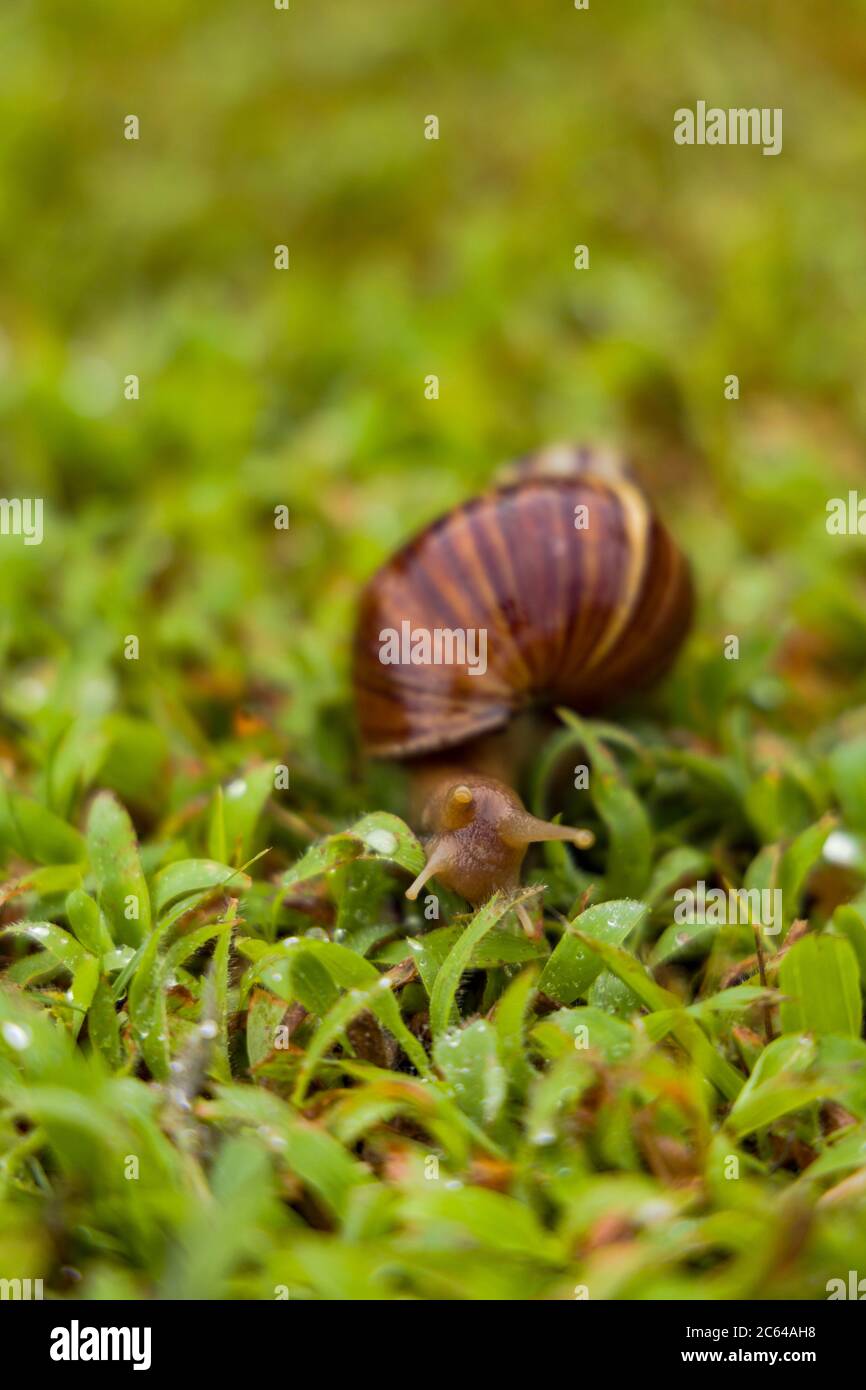 Achatina fulica is a species of large land snail that belongs in the