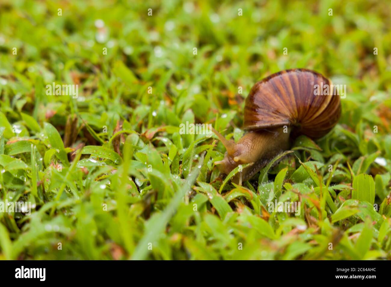Achatina fulica is a species of large land snail that belongs in the family Achatinidae. It is also known as the African giant snail or giant African Stock Photo