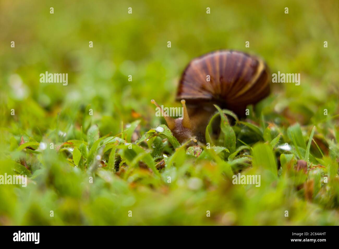 Achatina fulica is a species of large land snail that belongs in the