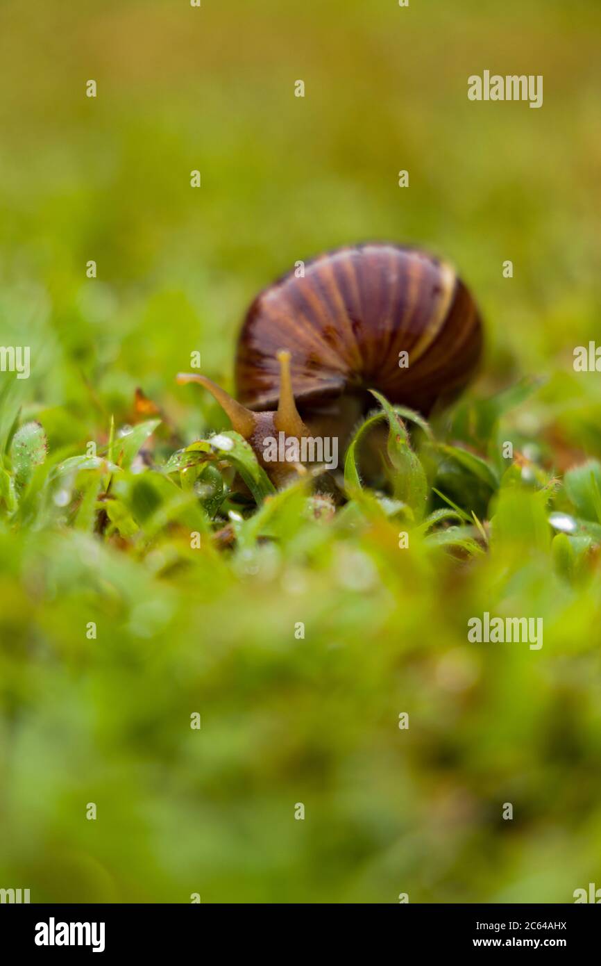 Achatina fulica is a species of large land snail that belongs in the
