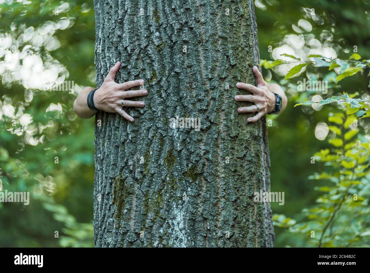 male hands hug a tree in the woods Stock Photo