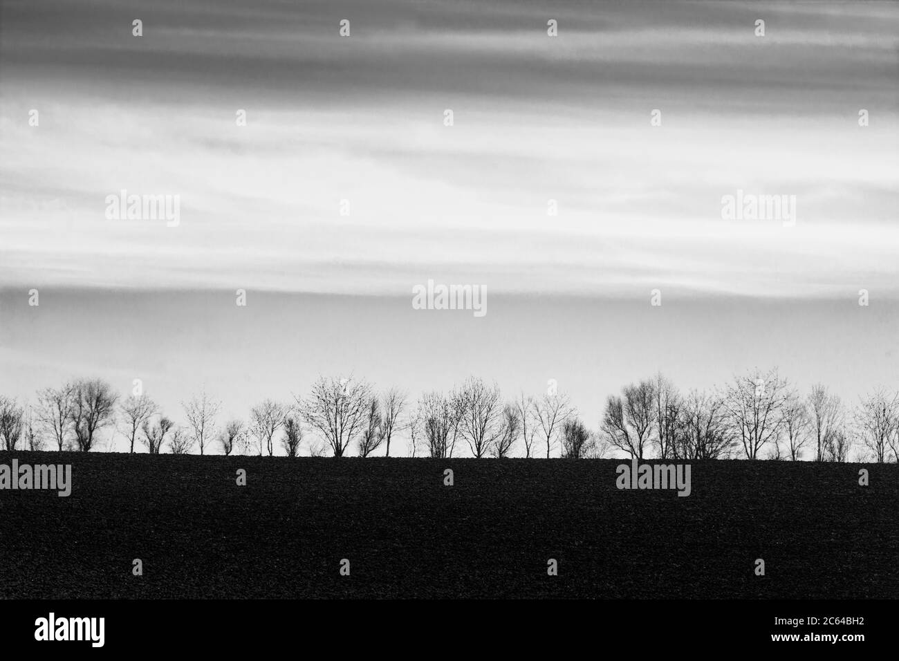 Trees in a row in a agricultural field. Auvergne. France Stock Photo