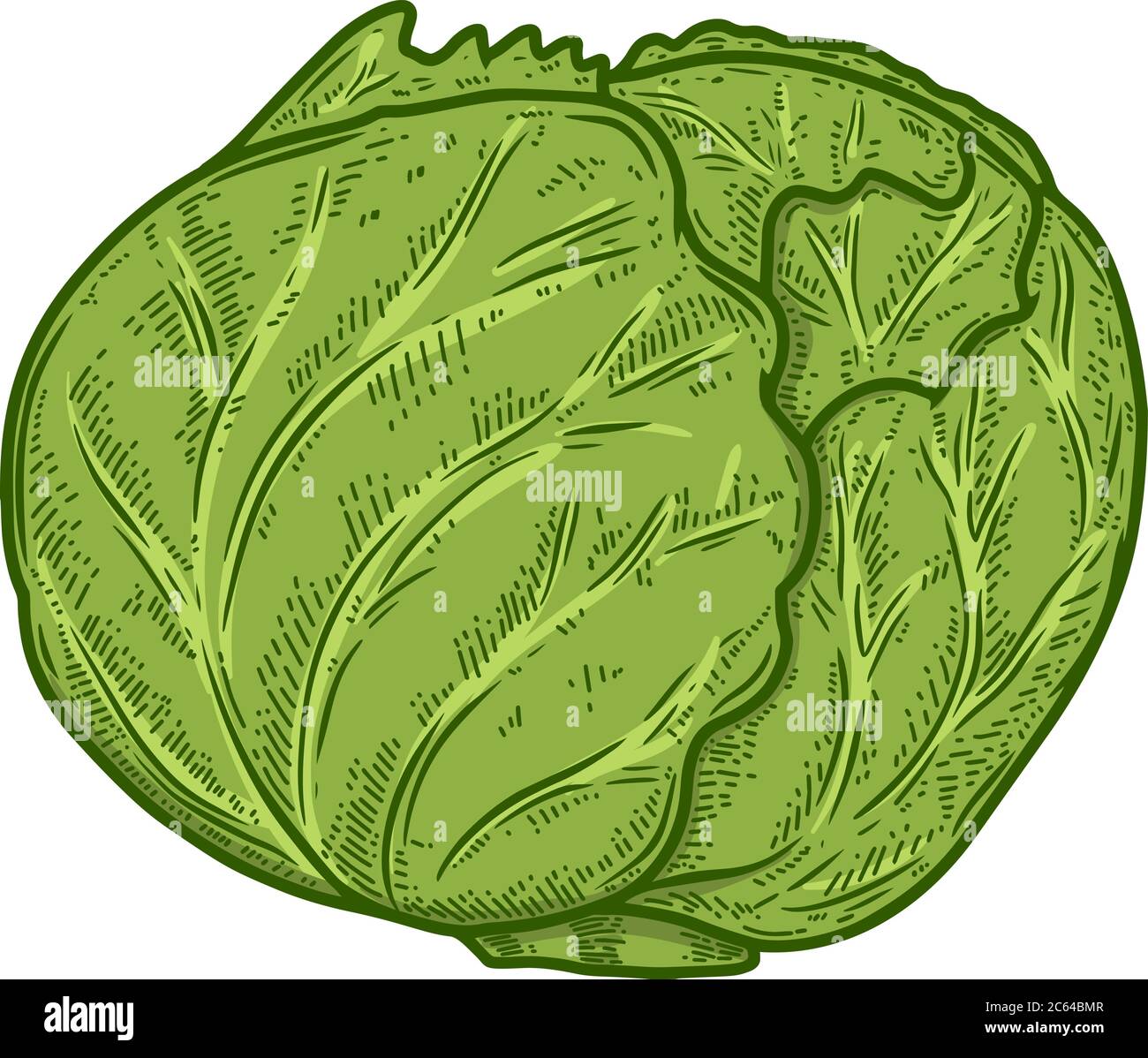 Illustration of cabbage in engraving style. Design element for logo, label, sign, emblem, poster. Vector illustration Stock Vector