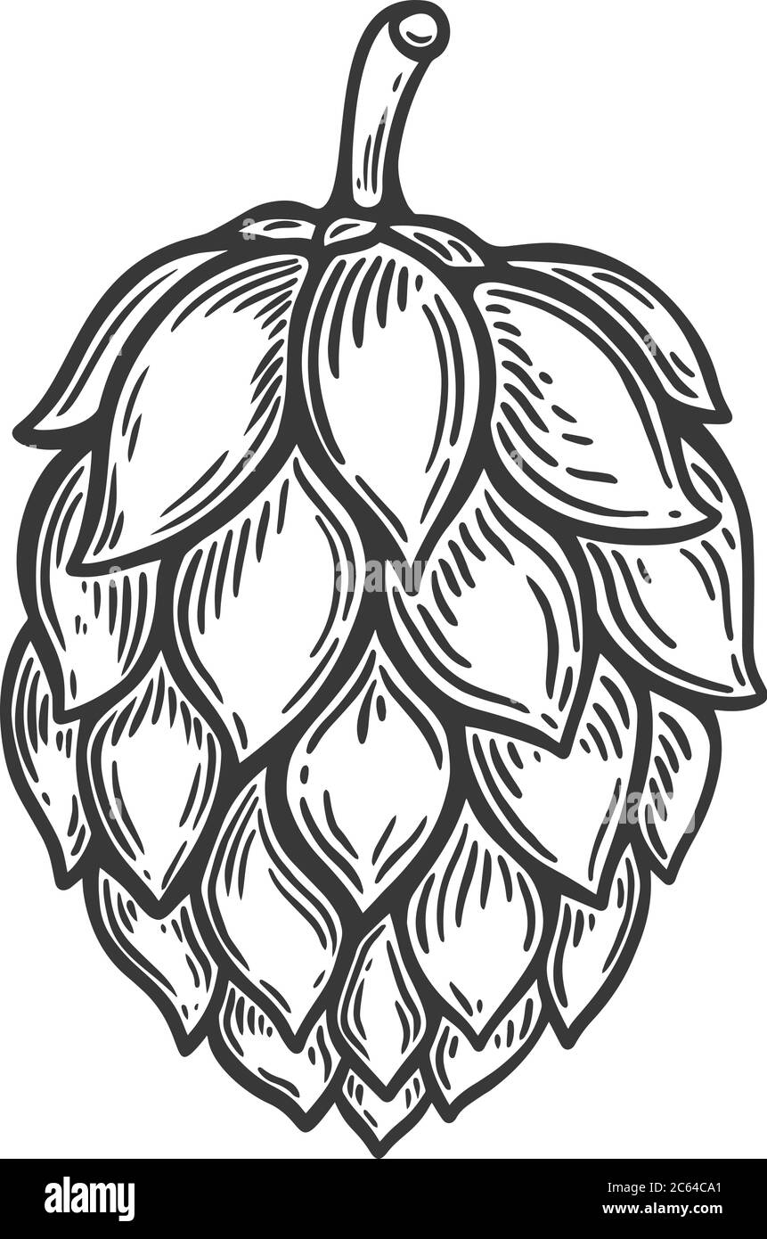 illustration of beer hop in engraving style. Design element for poster, label, sign, emblem, menu. Vector illustration Stock Vector
