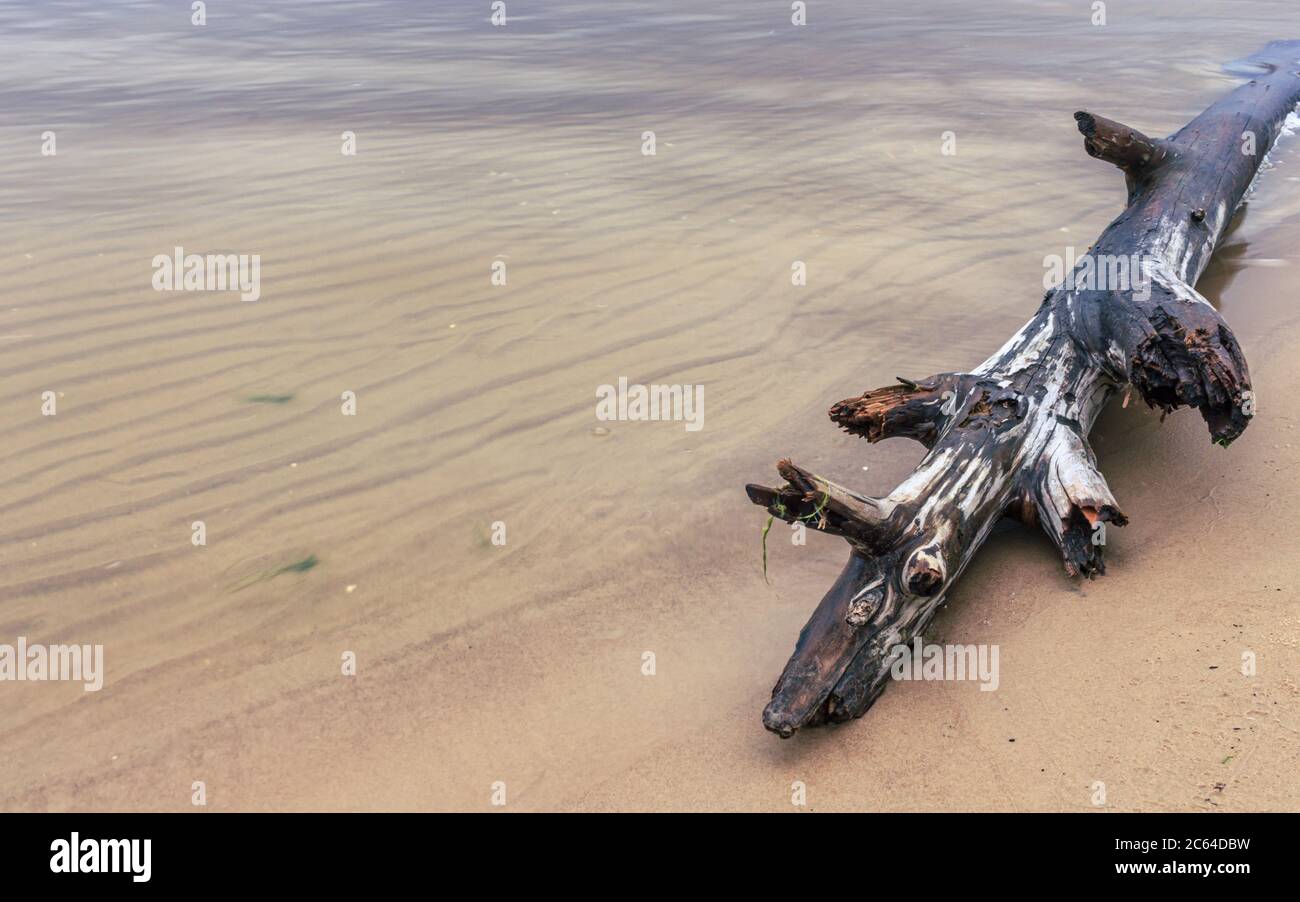 Beach coastline water washed tree part detail view Stock Photo Alamy