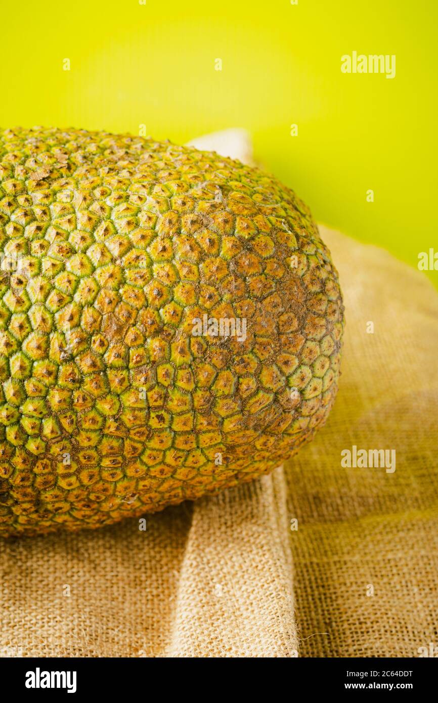 Artocarpus integer, commonly known as chempedak or cempedak is a species of tree in the family Moraceae, and in the same genus as breadfruit and jackf Stock Photo