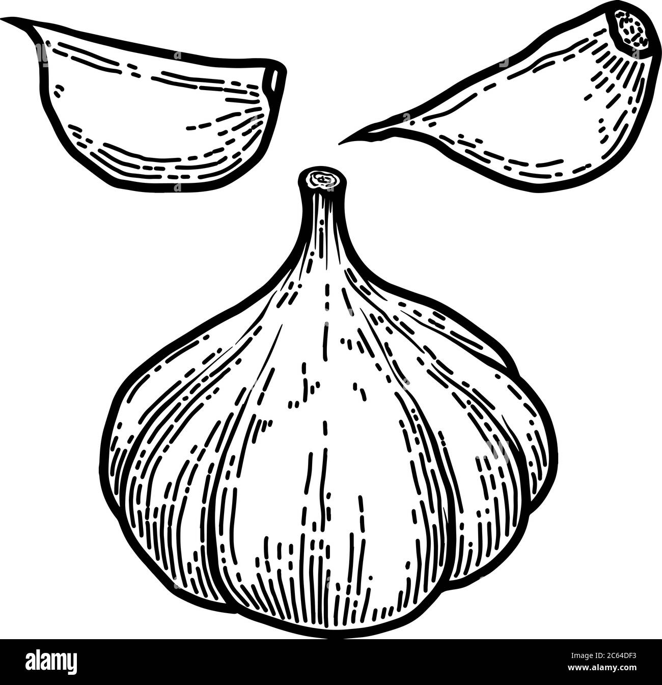 Set of illustration of garlic in engraving style. Design element for