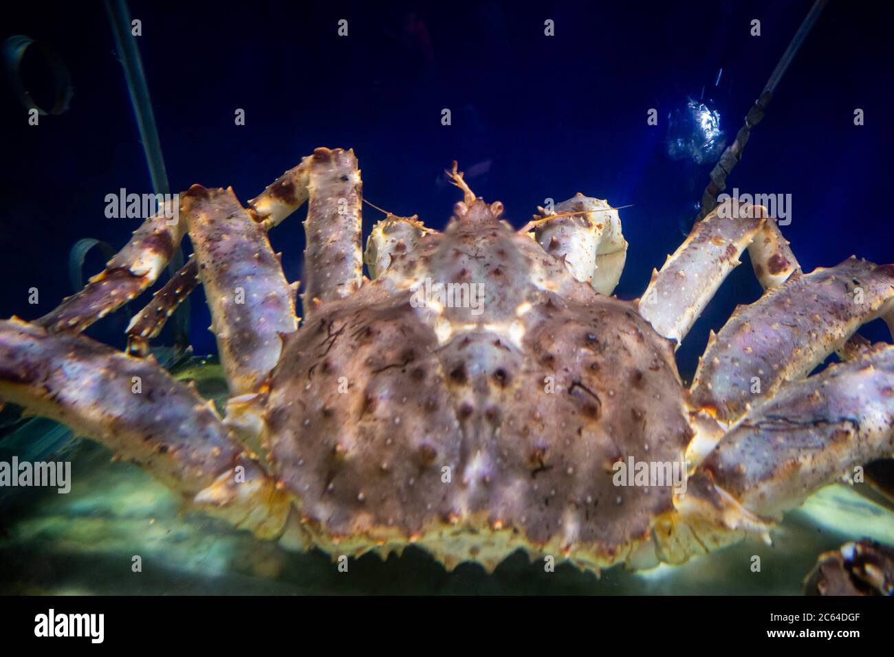 Alaska Spider Crab inside an aquarium. Selective focusing Stock Photo