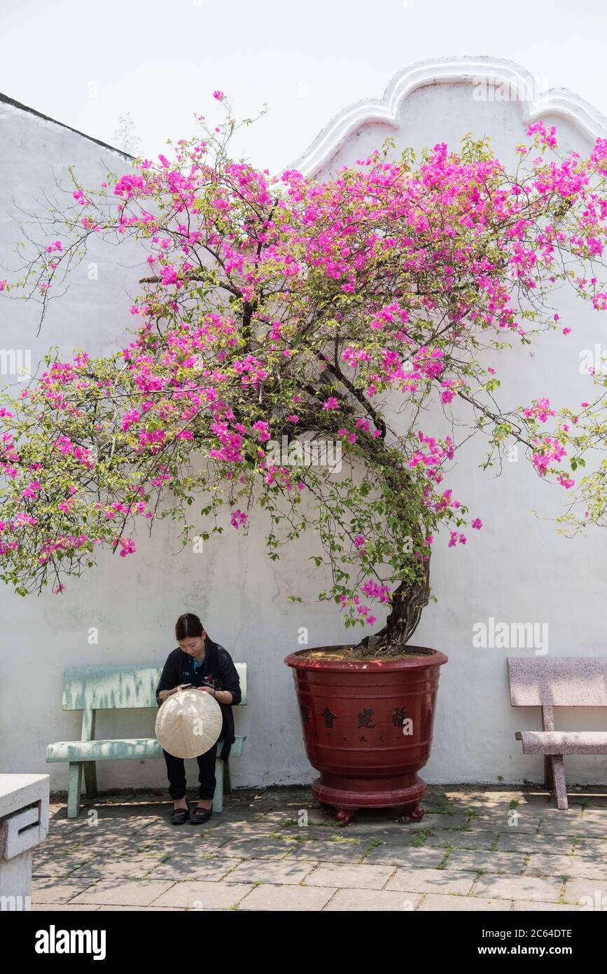 A local Vietnamese lady taking shade from a mature Bourgenvillea plant flowering in a unique plant pot in Hoi An Vietnam. Stock Photo