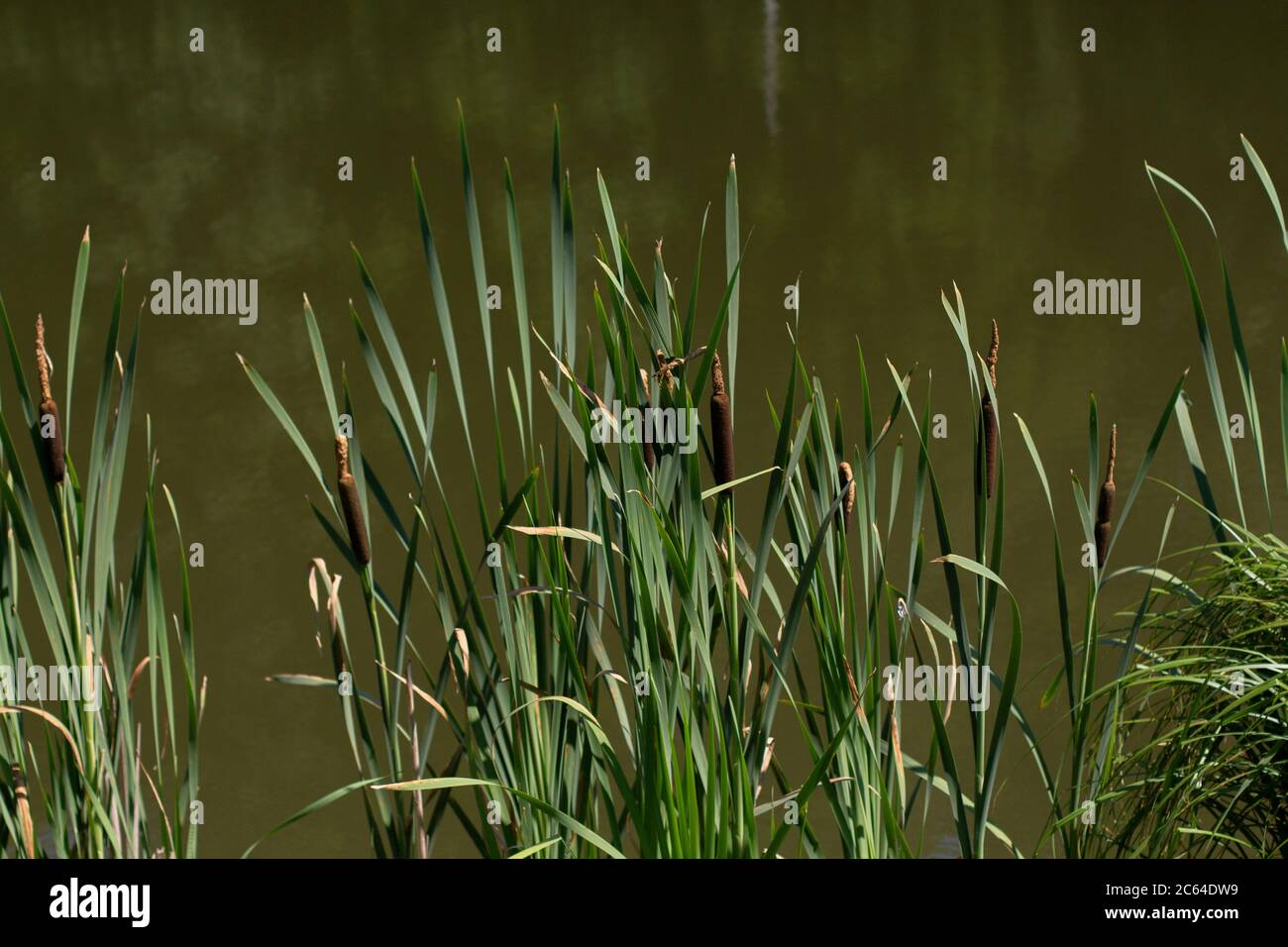 Dark Green Reeds Tall green reeds hi-res stock photography and images - Alamy