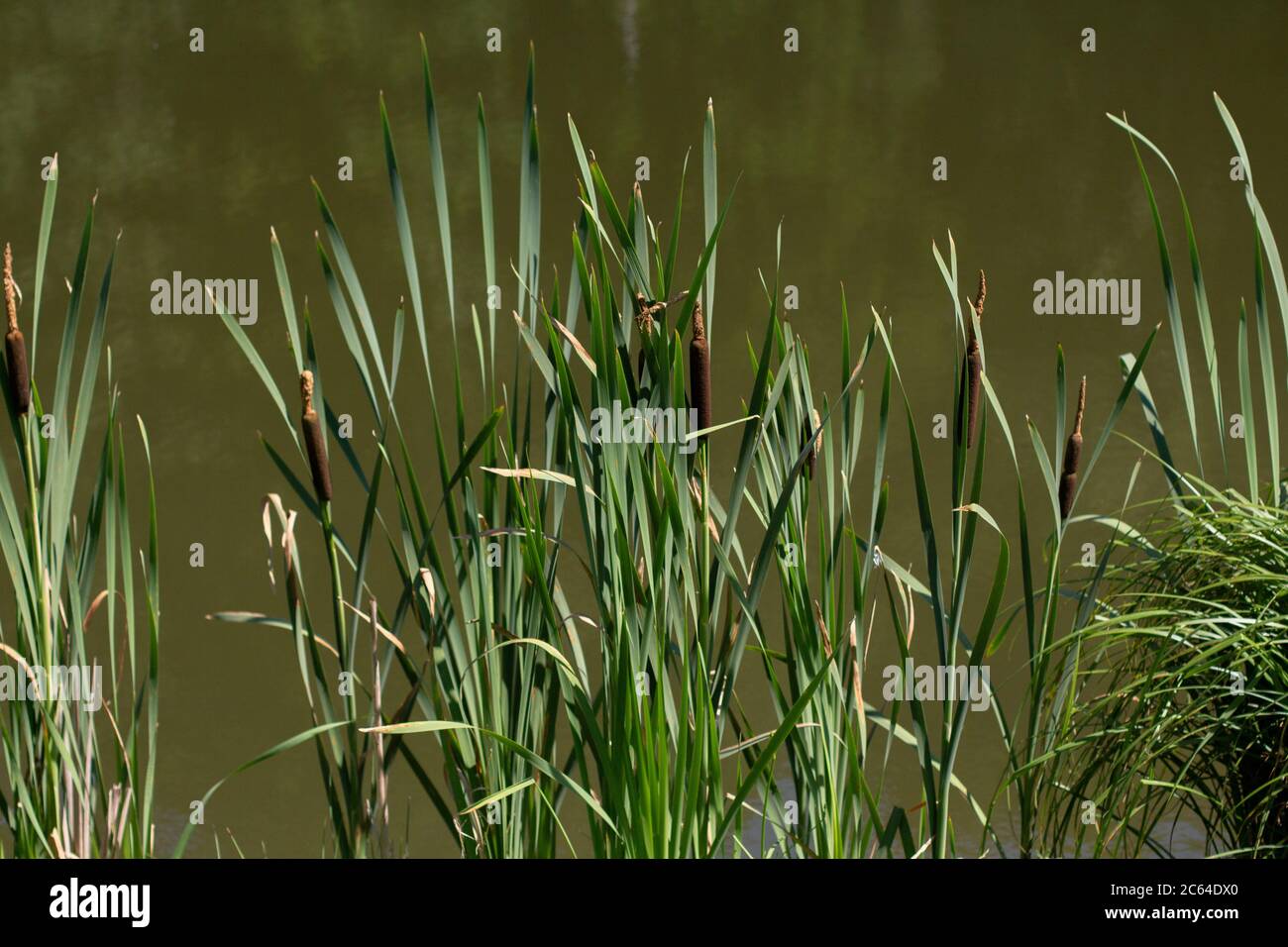 Pond margin growth hi-res stock photography and images - Alamy