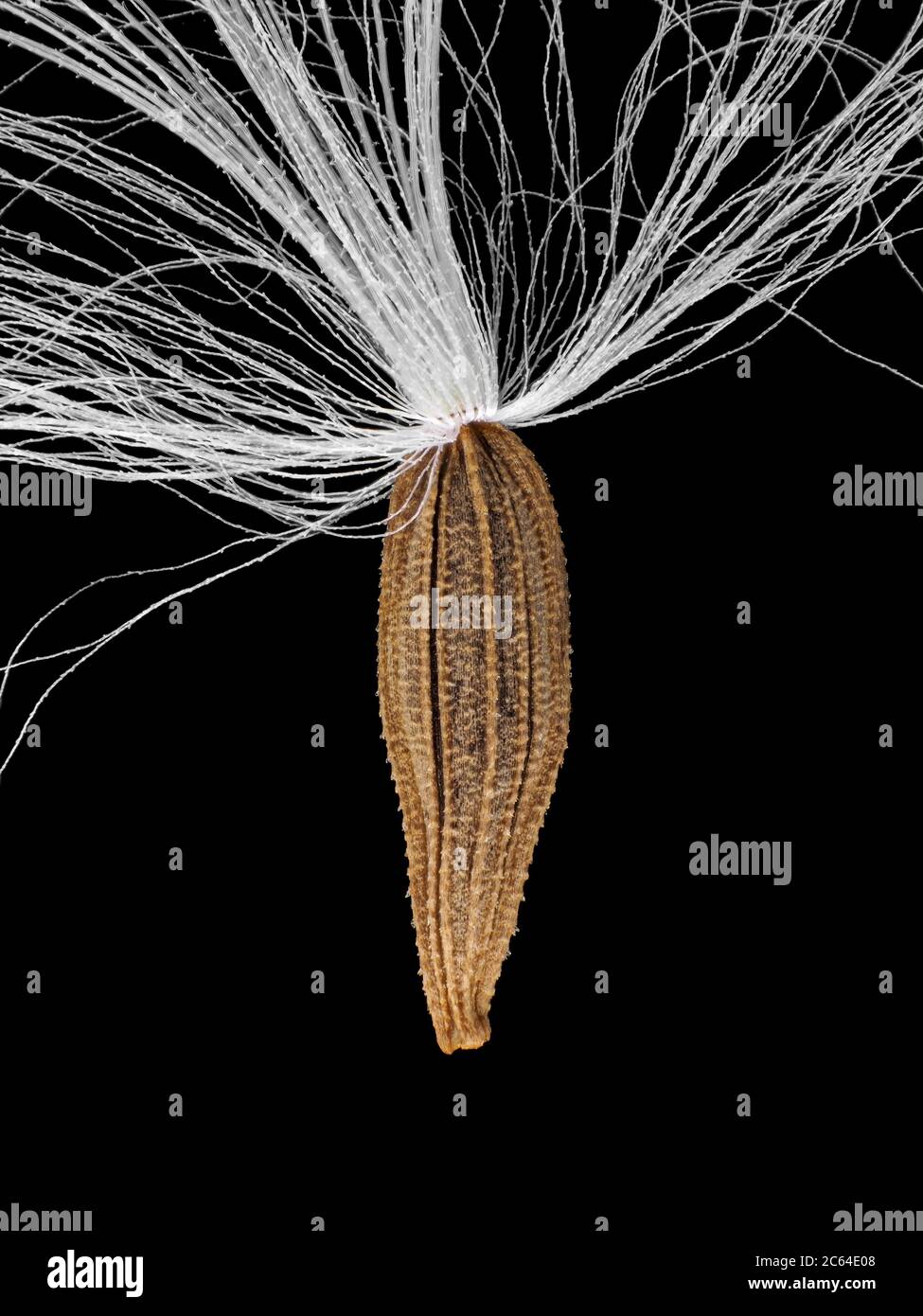 Seed of Lapsana communis, the common nipplewort Stock Photo