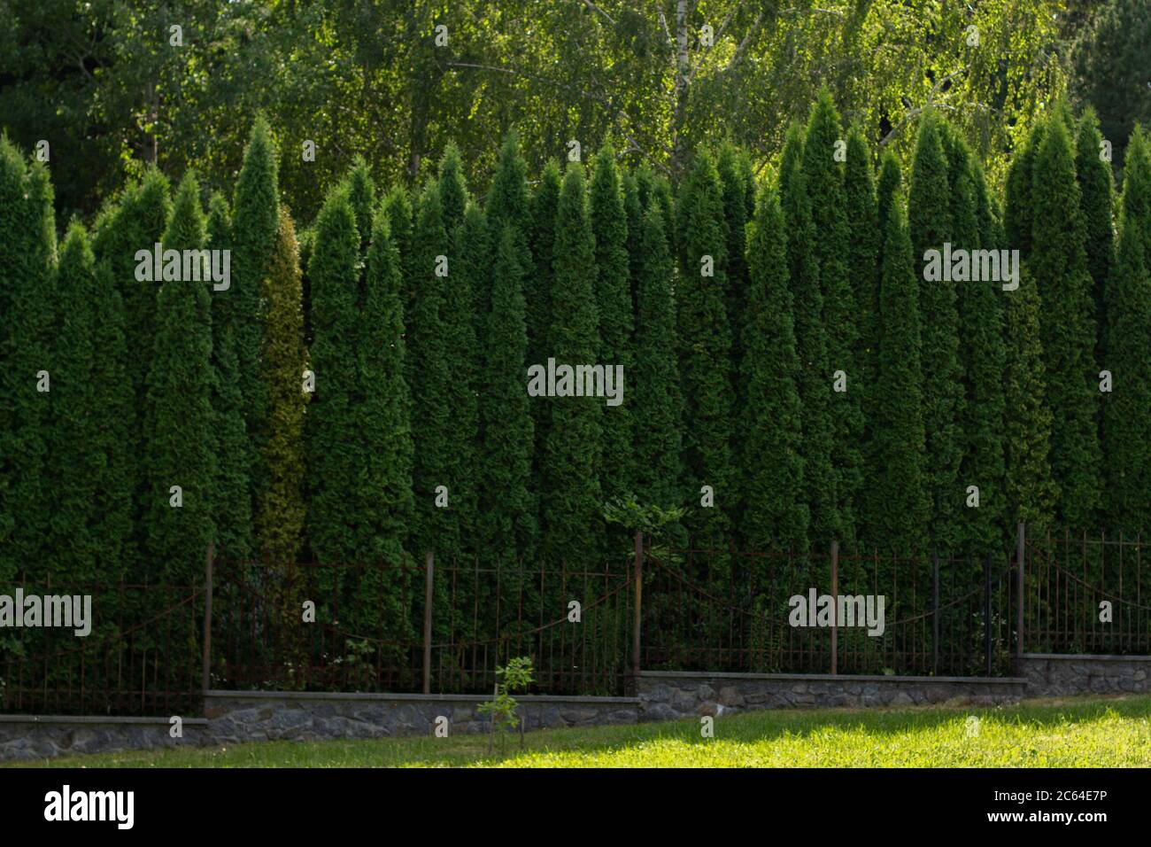 a high arborvitae in the park Stock Photo