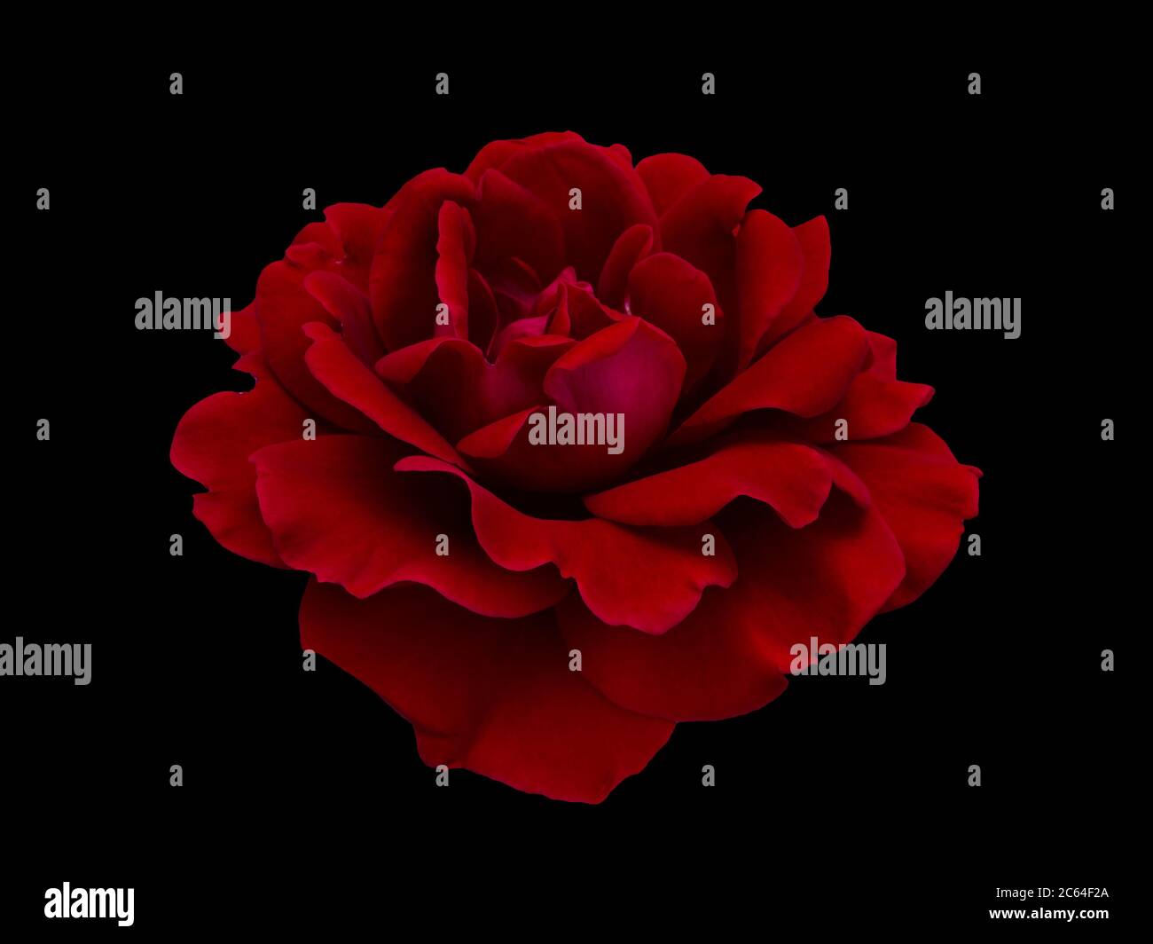 Dark red rose Stock Photo Alamy